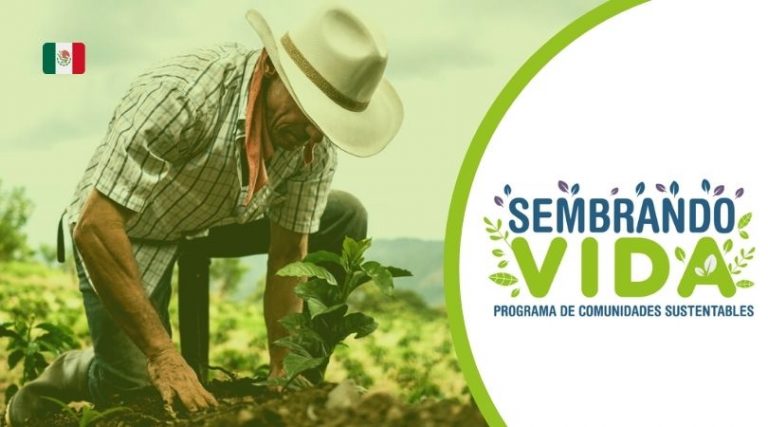 cuantos anos son de becarios en sembrando vida extension de beca a 2 anos